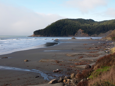 [A stretch of beach with seaweed and wood leads up to a stretch of evergreens on a cape.]